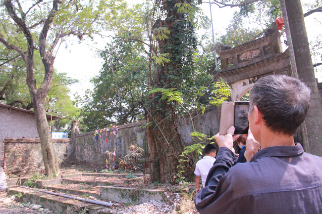 Khi nghe tin gỗ sưa làng Phụ Chính sắp được đấu giá và là loại cây gỗ cực hiếm, ông Nguyễn Hữu Bội, 57 tuổi có 40 năm thâm niên nghề mộc, quê Quảng Bị xuống thăm quan, chụp ảnh lưu giữ làm kỷ niệm.  