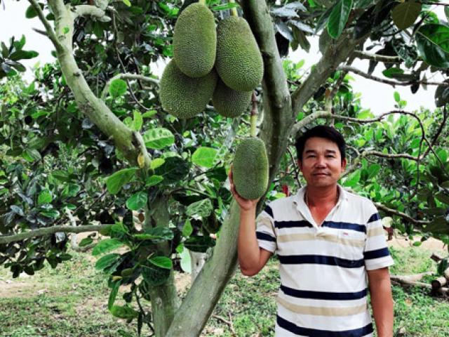 Trồng loài cây ra quả xanh lét, chín thơm điếc mũi, thu 6 tỷ/năm