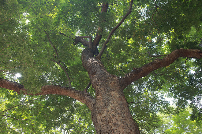 Những “cụ” sưa đỏ bạc tỷ “mặc áo giáp”, gắn camera theo dõi giữa lòng Thủ đô - 12