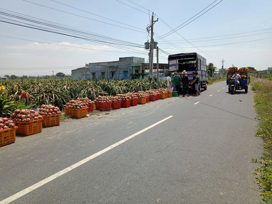 Lại kêu gọi &#34;giải cứu thanh long&#34; - 1