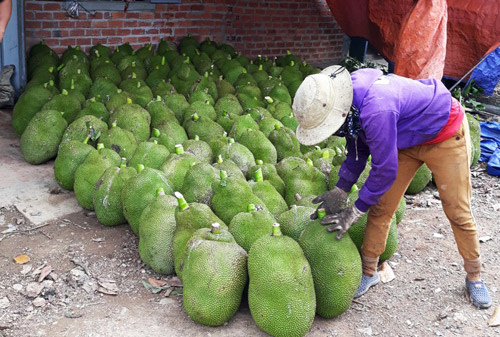 Trồng loài cây ra quả xanh lét, chín thơm điếc mũi, thu 6 tỷ/năm - 3