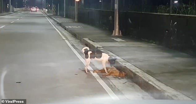Xúc động cảnh chó cố gắng hồi sinh bạn đã chết bên đường ở Philippines - 1