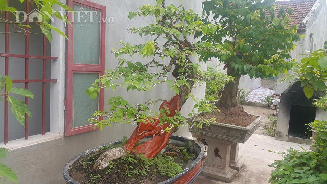 "Cụ" hoa giấy dáng "siêu phàm", còi dí mà giá hơn 100 triệu ở Nam Định - 1