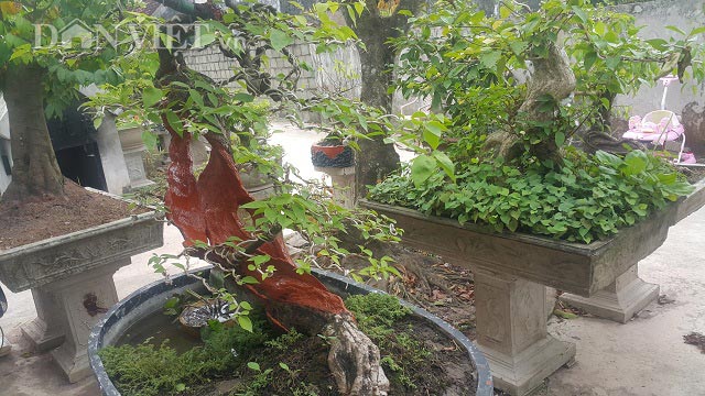 "Cụ" hoa giấy dáng "siêu phàm", còi dí mà giá hơn 100 triệu ở Nam Định - 3