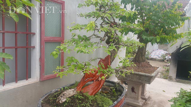 "Cụ" hoa giấy dáng "siêu phàm", còi dí mà giá hơn 100 triệu ở Nam Định - 4