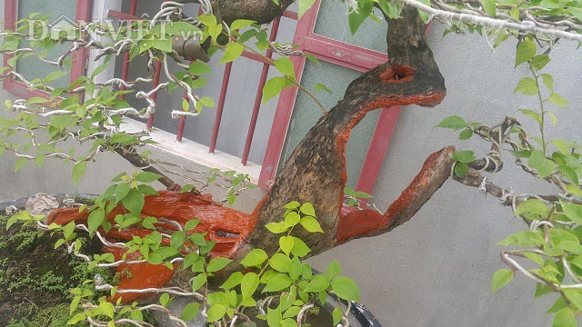 "Cụ" hoa giấy dáng "siêu phàm", còi dí mà giá hơn 100 triệu ở Nam Định - 5