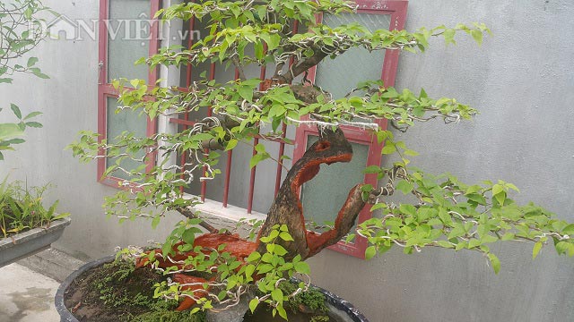 "Cụ" hoa giấy dáng "siêu phàm", còi dí mà giá hơn 100 triệu ở Nam Định - 6