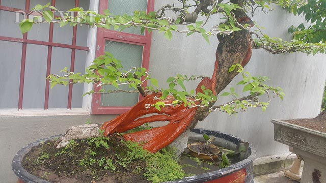 "Cụ" hoa giấy dáng "siêu phàm", còi dí mà giá hơn 100 triệu ở Nam Định - 8