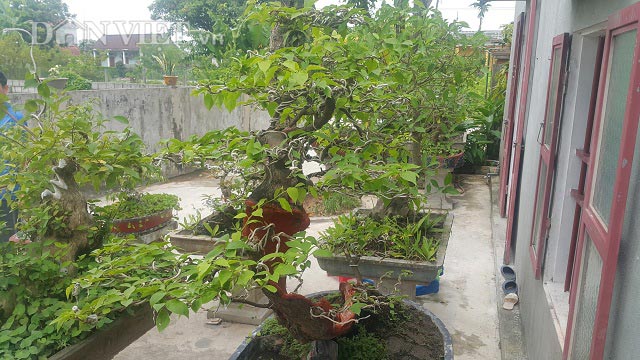 "Cụ" hoa giấy dáng "siêu phàm", còi dí mà giá hơn 100 triệu ở Nam Định - 9