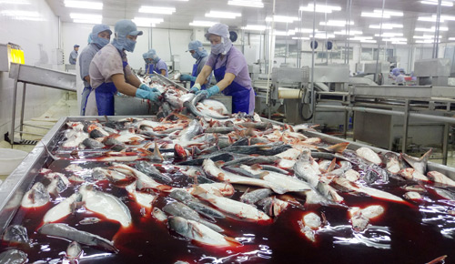 Mỹ, EU “ăn mạnh” cá tra Việt sau 3 năm không thấy &#34;lối thoát&#34; - 1