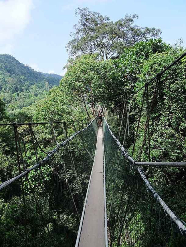 Taman Negara Canopy Walkway, Malaysia: Du khách có lẽ sẽ cảm thấy hoảng sợ và cảm tưởng đang leo trên đoạn dây dài. Taman Negara Canopy Walkway cao 45 m và dài 510 m với lòng cầu rất hẹp chỉ phù hợp vừa một người đi.