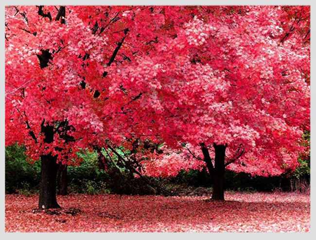Những cây lá màu hồng này chỉ xuất hiện vài tuần ở Canada vào mùa thu, nơi cây rụng lá thay đổi từ màu xanh lá cây thông thường sang các sắc thái khác nhau như hồng, tím và đỏ.