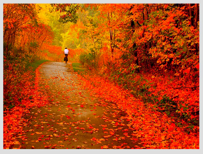Ngày đẹp trời đi xe đạp trong khu rừng thay lá vào mùa thu ở Nga.