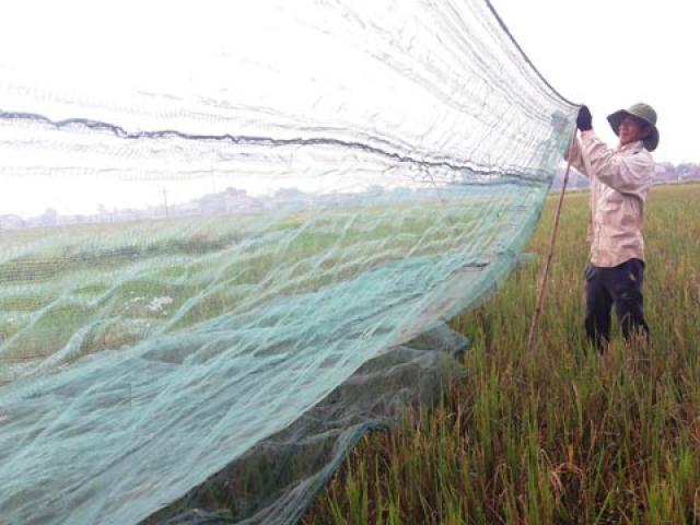 Vượt hàng trăm km ”hốt” bạc triệu mỗi ngày nhờ nghề săn ”tôm bay”