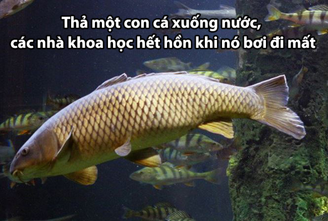 Điều làm các nhà khoa học phải hết hồn.