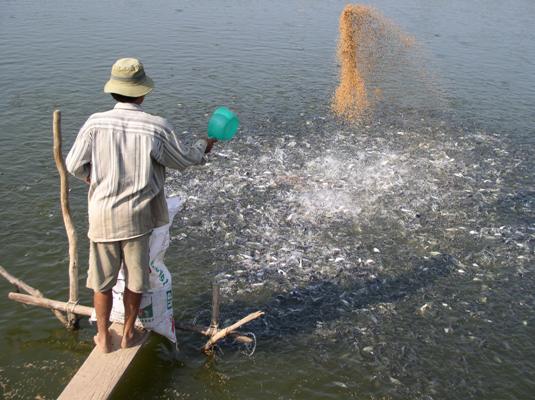 Giá cá tra giống &#34;lên đỉnh&#34;, nông dân ồ ạt đào ao - 3