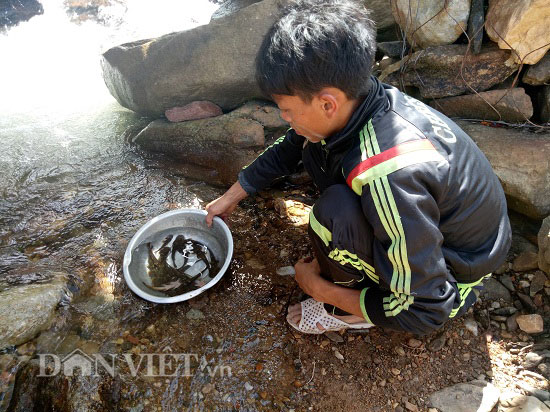 Vào sâu khe núi thẳm săn cá hiếm, đặc sản rừng ăn 1 lại muốn ăn 2 - 4