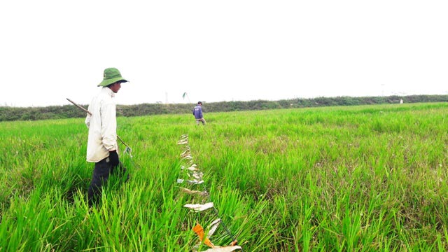 Vượt hàng trăm km &#34;hốt&#34; bạc triệu mỗi ngày nhờ nghề săn &#34;tôm bay&#34; - 2