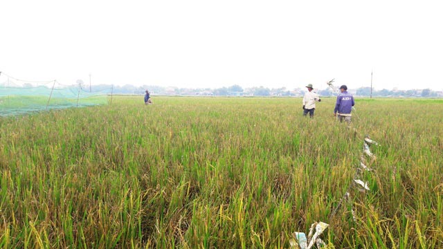 Vượt hàng trăm km &#34;hốt&#34; bạc triệu mỗi ngày nhờ nghề săn &#34;tôm bay&#34; - 4