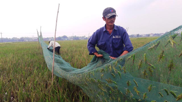 Vượt hàng trăm km &#34;hốt&#34; bạc triệu mỗi ngày nhờ nghề săn &#34;tôm bay&#34; - 5