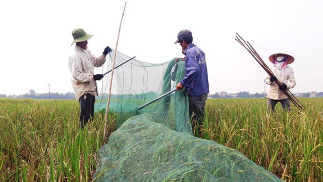 Vượt hàng trăm km &#34;hốt&#34; bạc triệu mỗi ngày nhờ nghề săn &#34;tôm bay&#34; - 6