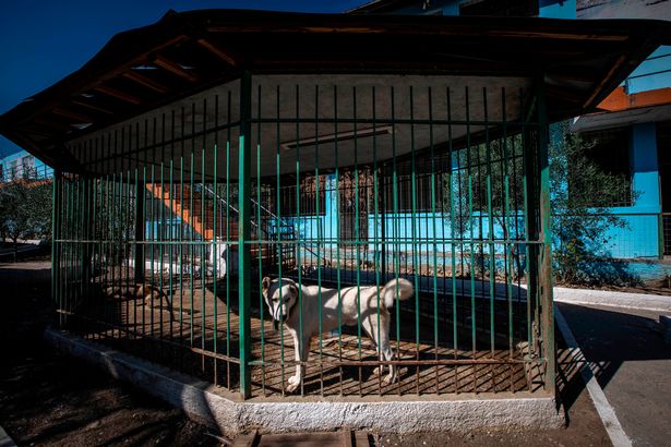 Bên trong “vườn thú địa ngục”, nơi động vật khổ sở chết mòn ở Albania - 4