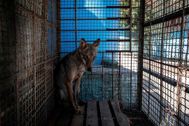 Bên trong “vườn thú địa ngục”, nơi động vật khổ sở chết mòn ở Albania - 1
