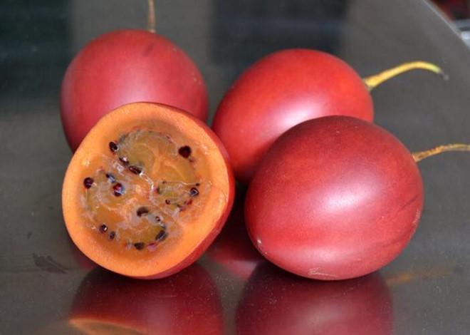Cà chua thân gỗ từng &#34;hét&#34; giá 1 triệu đồng/kg, giờ bỗng rớt mạnh - 1