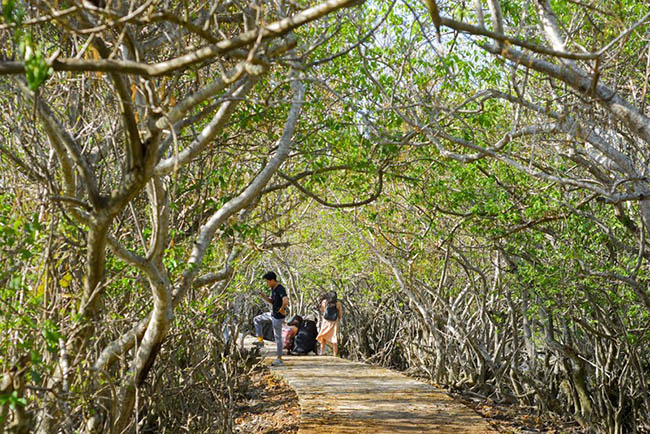 Rú Chá là một khu rừng ngập mặn nguyên sinh quý hiếm, nằm ở thôn Thuận Hòa (xã Hương Phong, thị xã Hương Trà, Thừa Thiên-Huế).
