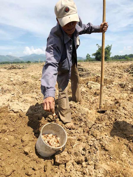 Mang cuốc, cầm xô đi đào xuân dược nghìn năm tráng kiện ở Quảng Ngãi - 6