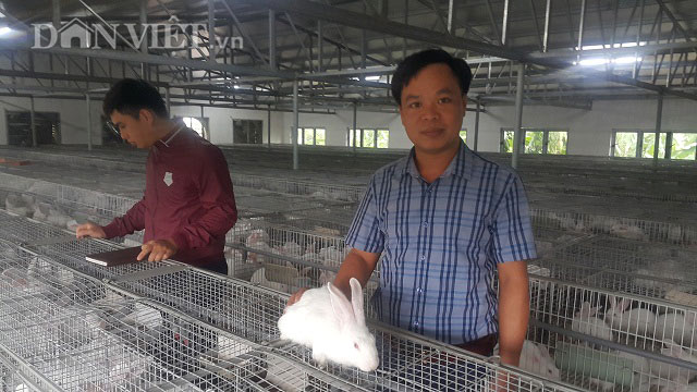 Nam Định: Giám đốc trẻ ở làng nuôi thỏ bán cho công ty Nhật - 1
