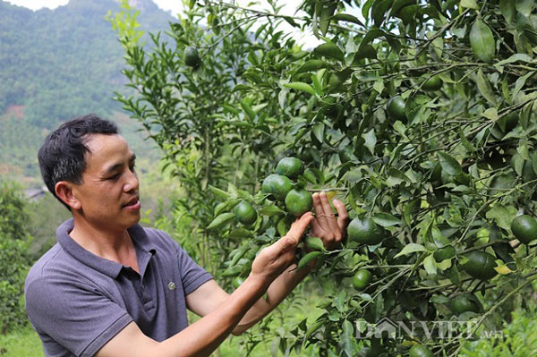 Ăn nên làm ra nhờ giống quýt lạ &#34;cha truyền con nối&#34; - 2