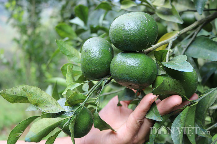 Ăn nên làm ra nhờ giống quýt lạ &#34;cha truyền con nối&#34; - 3