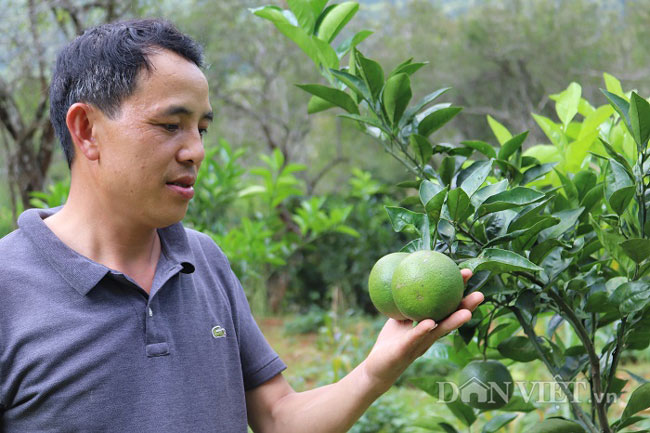 Ăn nên làm ra nhờ giống quýt lạ &#34;cha truyền con nối&#34; - 4