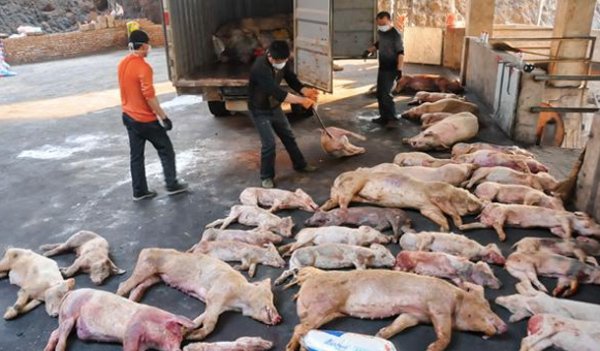 NÓNG: Trung Quốc phát hiện dịch tả lợn châu Phi &#34;sát vách&#34; Lào Cai - 1