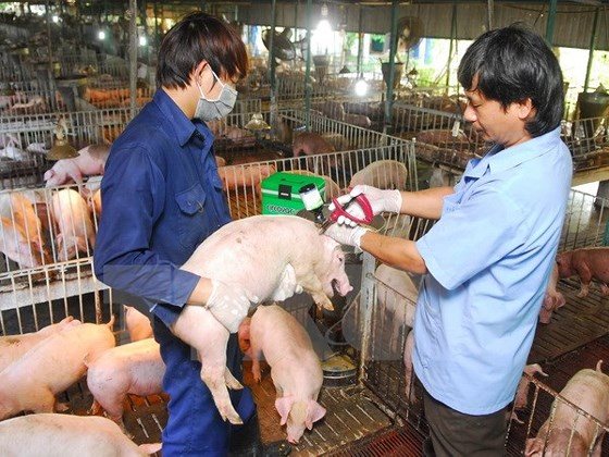 NÓNG: Trung Quốc phát hiện dịch tả lợn châu Phi &#34;sát vách&#34; Lào Cai - 3