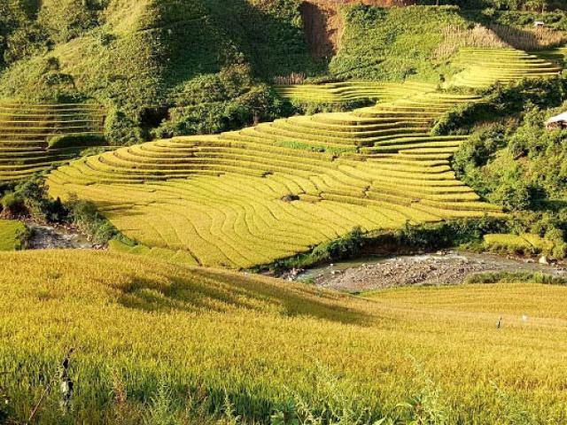 Vàng rực, kỳ vĩ những thửa ruộng bậc thang cao 2.000m ở Bắc Yên