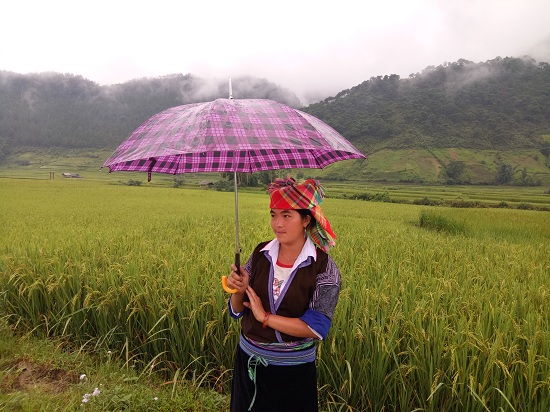 Vàng rực, kỳ vĩ những thửa ruộng bậc thang cao 2.000m ở Bắc Yên - 2