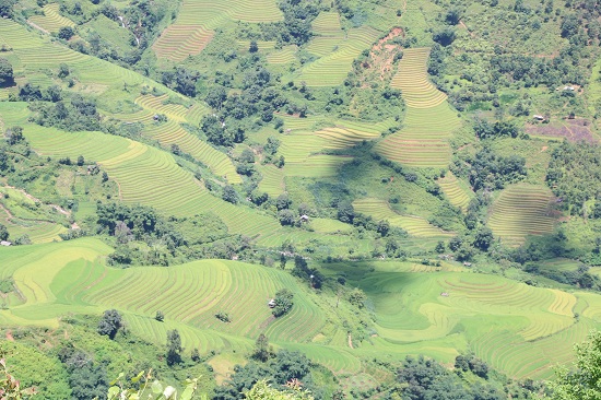 Vàng rực, kỳ vĩ những thửa ruộng bậc thang cao 2.000m ở Bắc Yên - 4