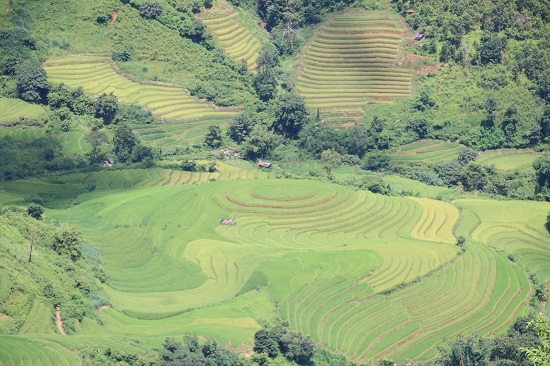 Vàng rực, kỳ vĩ những thửa ruộng bậc thang cao 2.000m ở Bắc Yên - 7