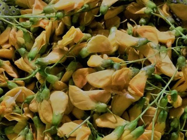 Mùa nước lũ, người dân miền Tây hái bông điên điển, thu tiền mỏi tay