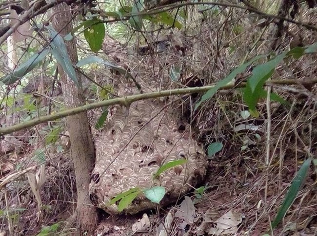 Đi săn loài ong “tử thần” vùng sơn cước, kiếm nửa triệu/kg - 1