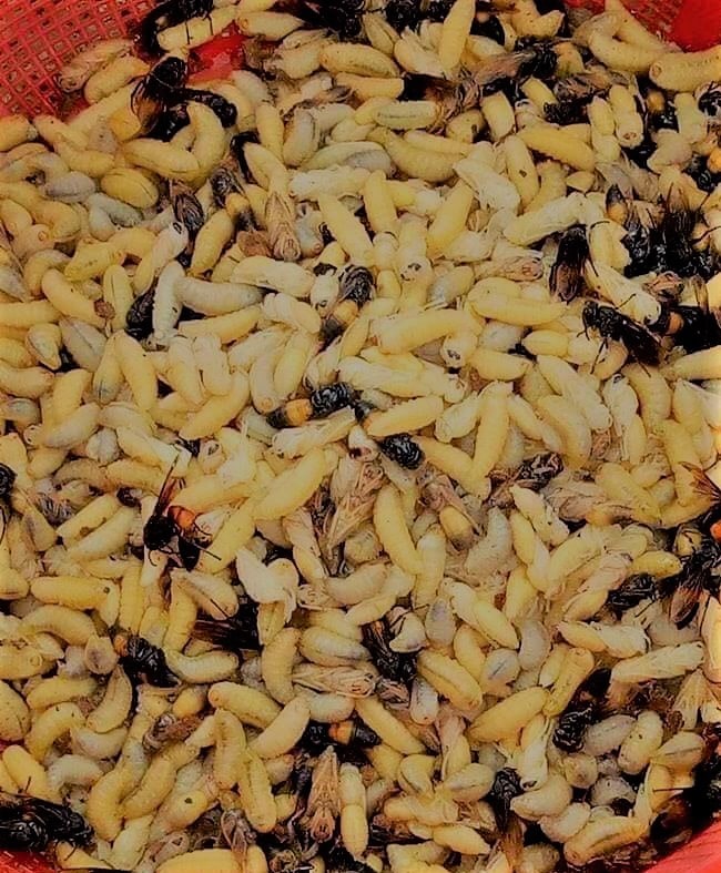 Đi săn loài ong “tử thần” vùng sơn cước, kiếm nửa triệu/kg - 5