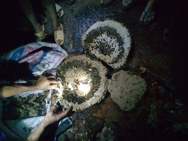 Đi săn loài ong “tử thần” vùng sơn cước, kiếm nửa triệu/kg - 6