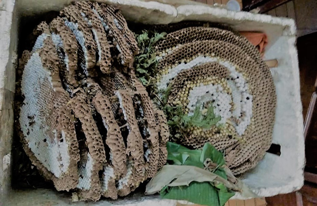 Đi săn loài ong “tử thần” vùng sơn cước, kiếm nửa triệu/kg - 9