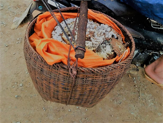 Đi săn loài ong “tử thần” vùng sơn cước, kiếm nửa triệu/kg - 8