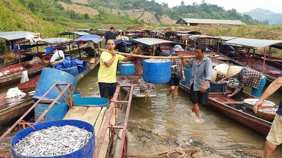 Chùm ảnh: Kiếm bộn tiền từ nghề cá khô sông Đà - 2