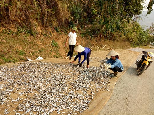 Chùm ảnh: Kiếm bộn tiền từ nghề cá khô sông Đà - 6