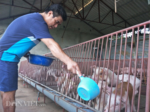 Giá heo hơi hôm nay 25/10: Đang từ &#34;đỉnh cao&#34;, giá lợn hơi giảm liên tục - 2