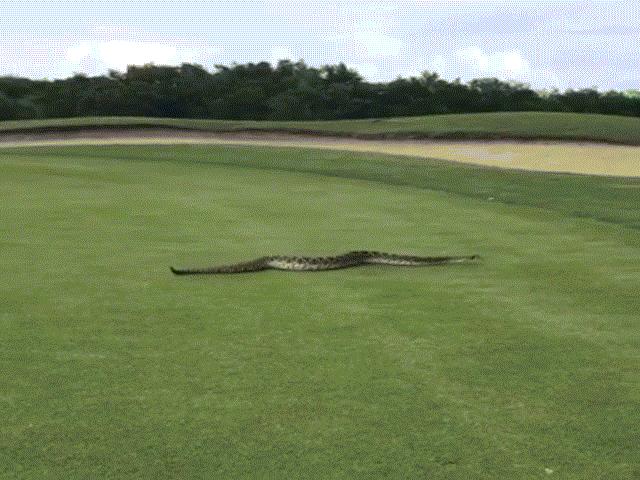 Hãi hùng rắn độc ”tấn công” sân golf ở Mỹ